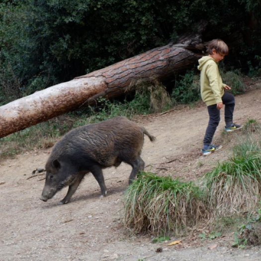 Contentious Species   ©Aníbal Garcia Arregui