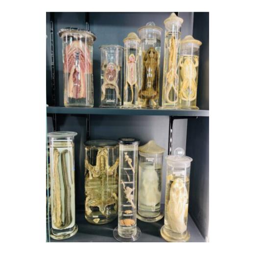 collections vivantes