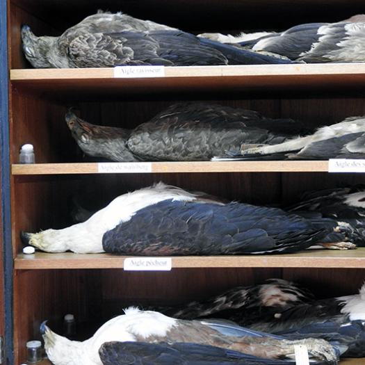 collection d'oiseaux_sylla