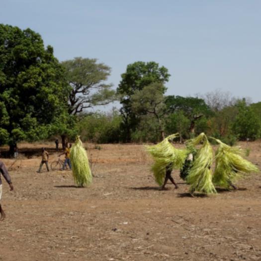 masques_feuilles_raphia_sudanica_periode-do