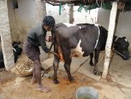 One Health Approach to Level Up Ethnoveterinary Practises in Rural India