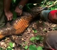 sur-les-traces-du-crocodile-orange-au-gabon.png