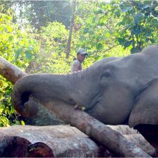 Chants portés aux éléphants en Inde